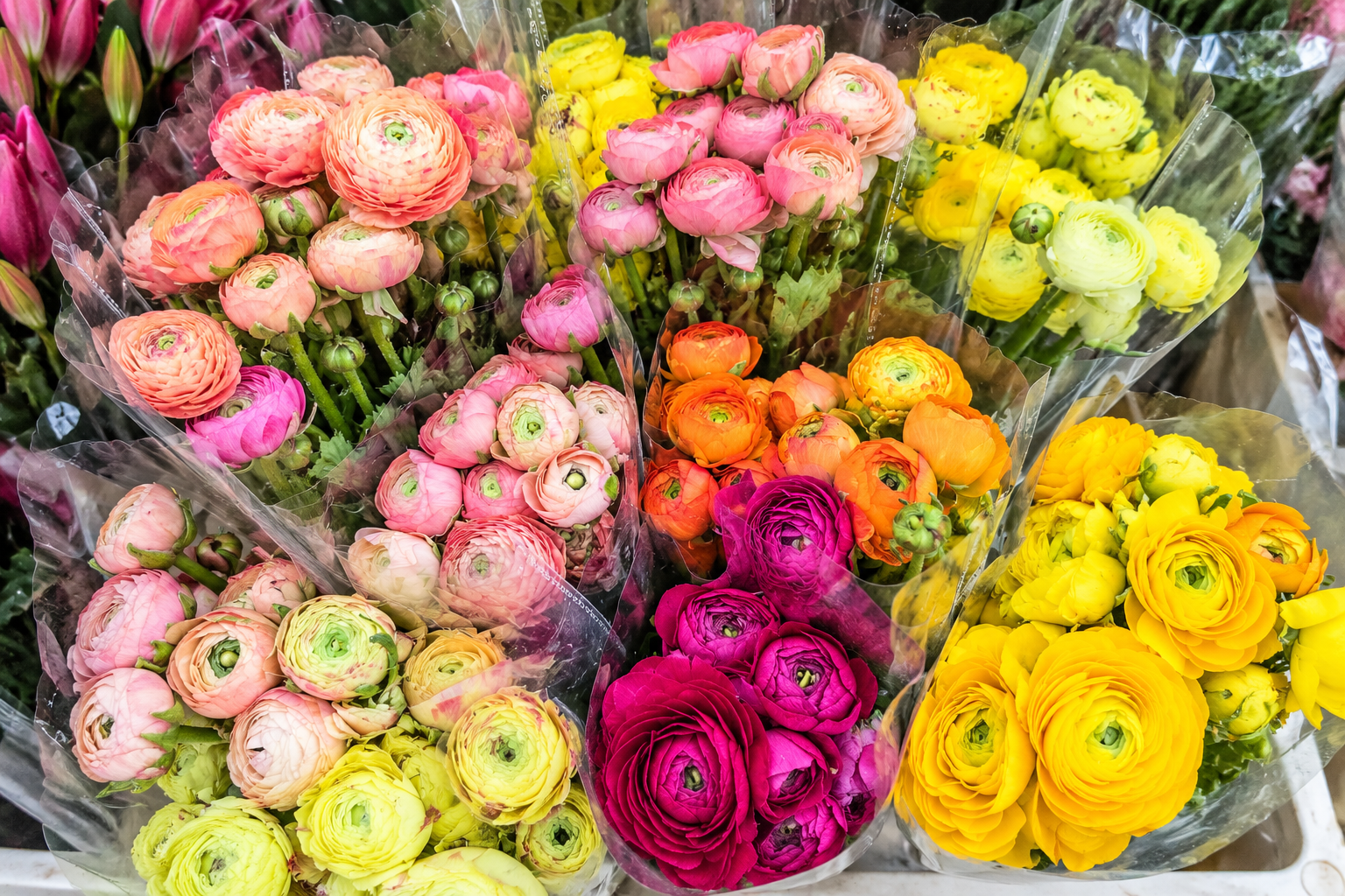 Mosaico vibrante de ranúnculos en floristería