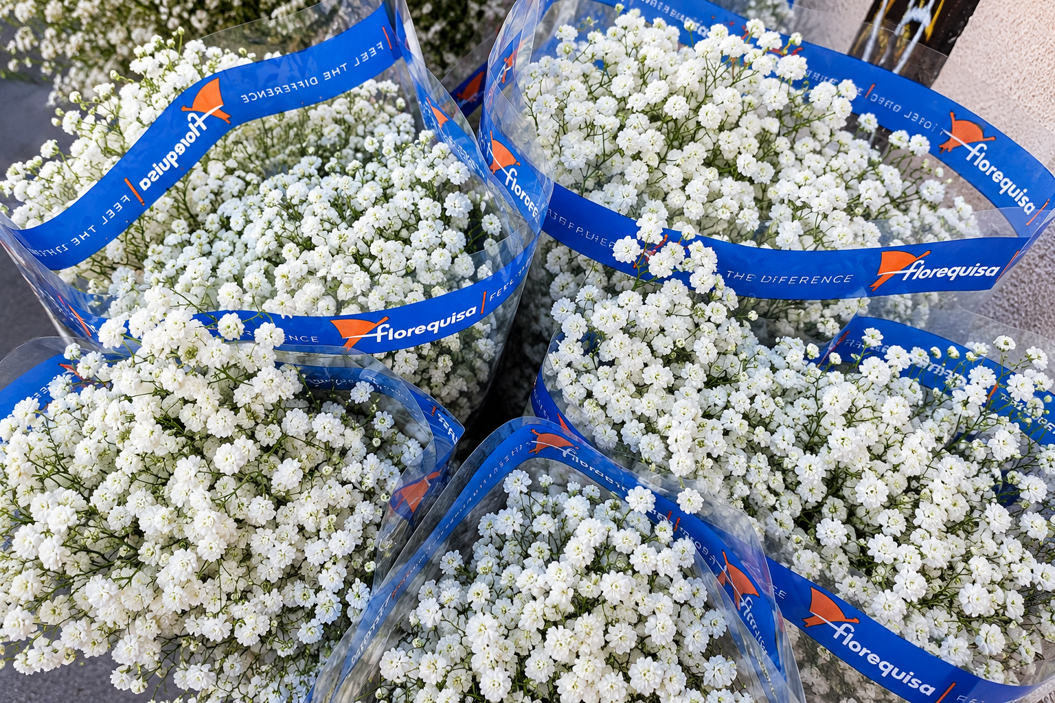 Racimos de Gypsophila Florequisa
