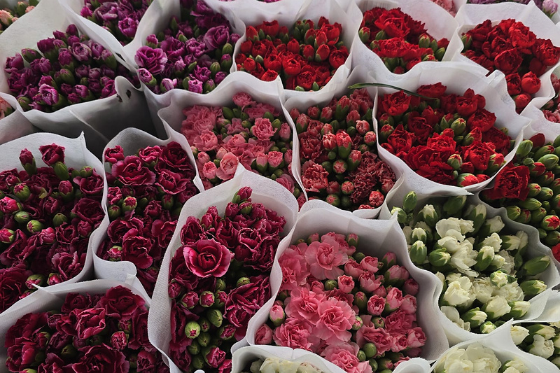 flores_800x533