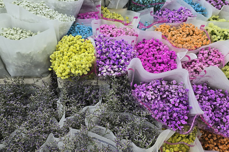 gypsophila_800x533
